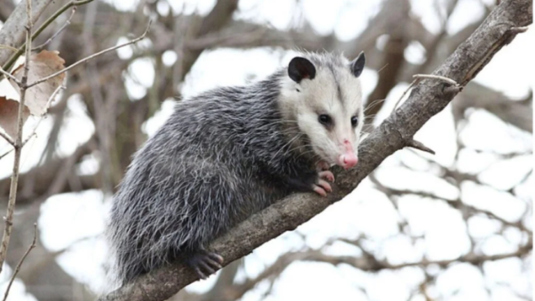 Tñacuache: The Fascinating Opossum of Mexico | Habitat, Behavior, and More
