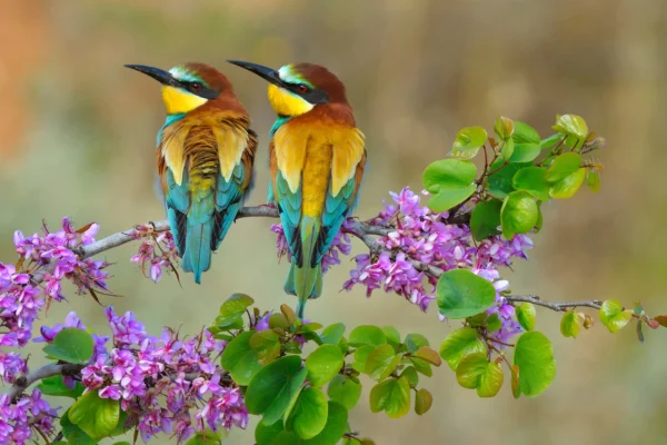 do bee eater birds eat grass​