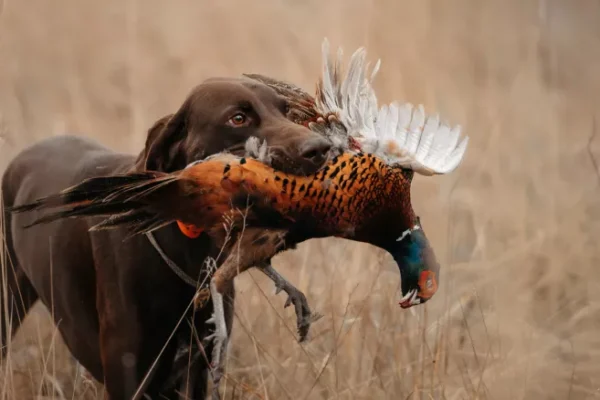 are birds hunted a lot by animals​