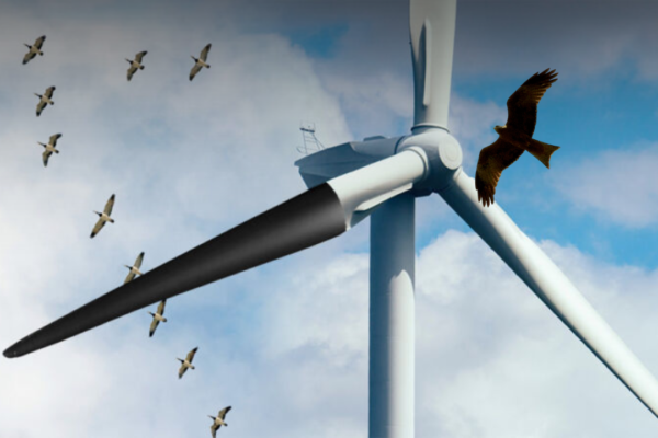 how are birds affected y wind turbines​